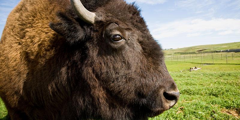 Canadian Rocky Mountain Ranch bison