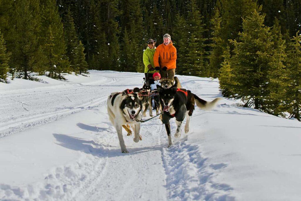 Dog Sledding in the Rockies