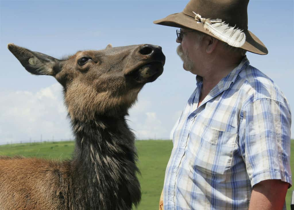 Canadian Rocky Mountain Ranch elk