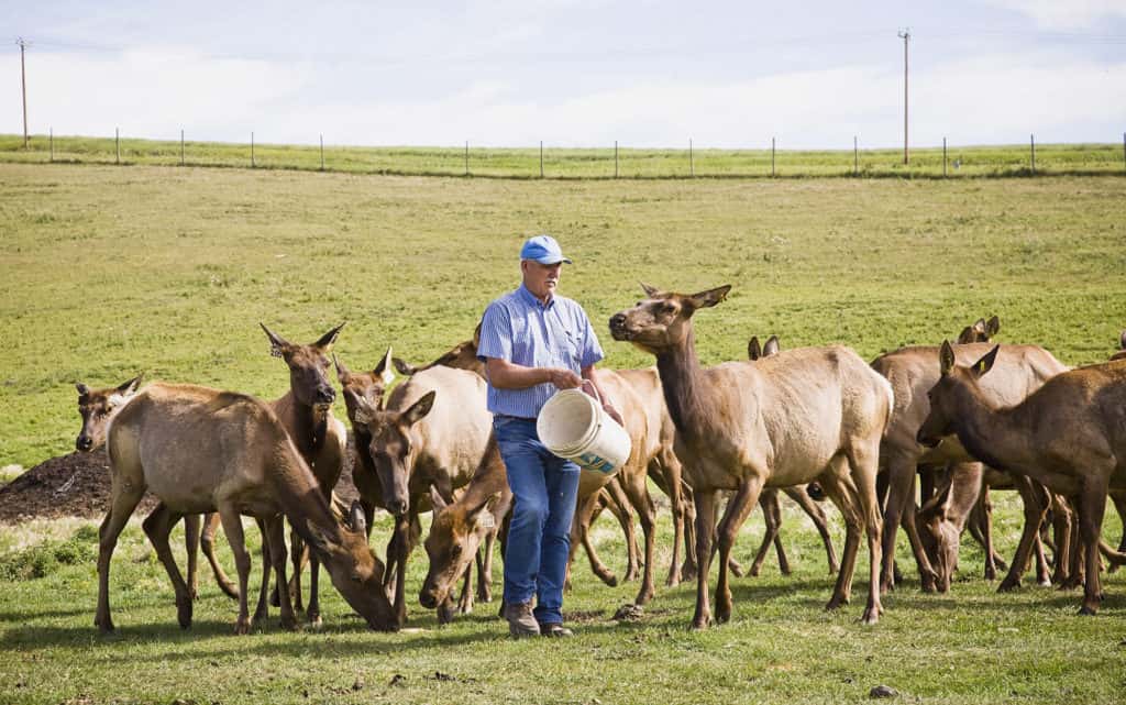 Canadian Rocky Mountain Ranch elk